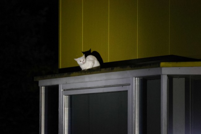 	Nächtliche Rettung einer Katze von einem Dachvorsprung eines Gebäudes in Wels-Pernau