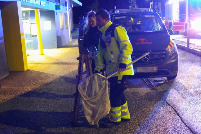 	Nächtliche Rettung einer Katze von einem Dachvorsprung eines Gebäudes in Wels-Pernau