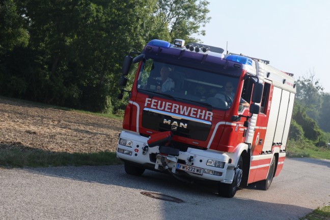 	Geschwächtes Reh aus Mühlbach in Wels-Pernau geborgen