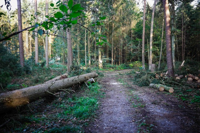 	Baum fällt auf Traktor: Tödlicher Forstunfall in einem Waldstück in Neukirchen an der Enknach