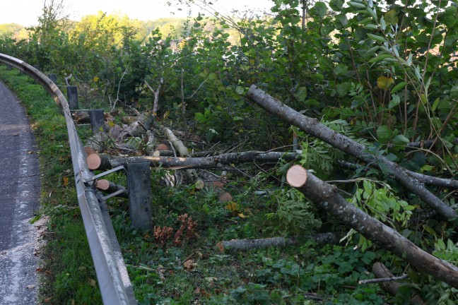 	Umgestürzter Baum: Feuerwehr und Polizei nach Sturmschaden in Schleißheim im Einsatz