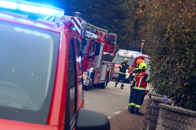 	Tierrettung in Marchtrenk: Katze entschied sich bei Anblick der Drehleiter fr eigenstndigen Abstieg