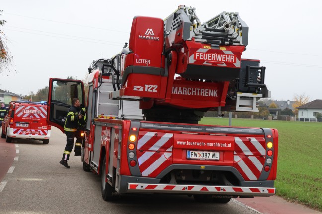 	Tierrettung in Marchtrenk: Katze entschied sich bei Anblick der Drehleiter fr eigenstndigen Abstieg