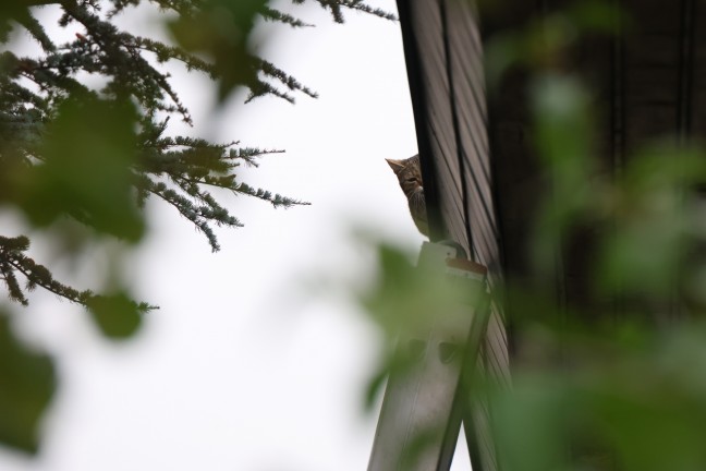 	Tierrettung in Marchtrenk: Katze entschied sich bei Anblick der Drehleiter fr eigenstndigen Abstieg