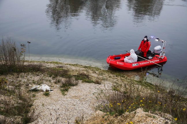 	Verdacht auf Vogelgrippe: Feuerwehr bei Bergung verendeter Schwne in Marchtrenk im Einsatz