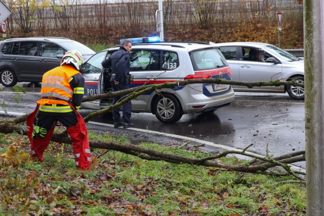 	Thalheim bei Wels: Auto im Kreuzungsbereich der Pyhrnpass Strae von umgestrztem Baum erfasst