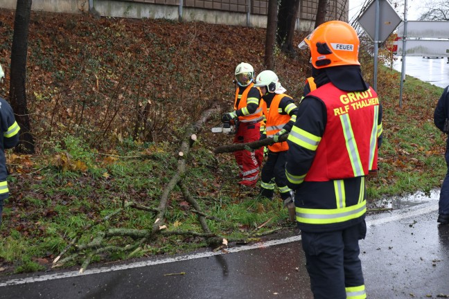 	Thalheim bei Wels: Auto im Kreuzungsbereich der Pyhrnpass Strae von umgestrztem Baum erfasst