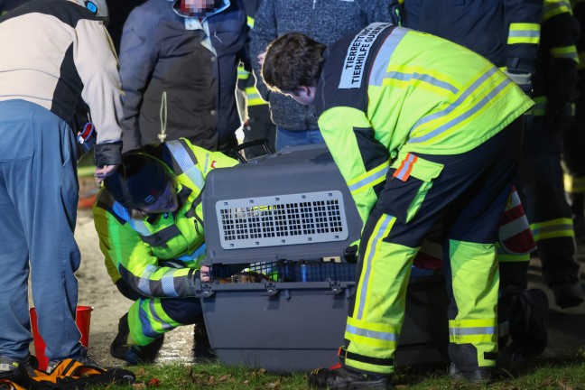 	Steinerkirchen an der Traun: Hund durch Feuerwehr mit Hhenrettern aus Jauchegrube gerettet