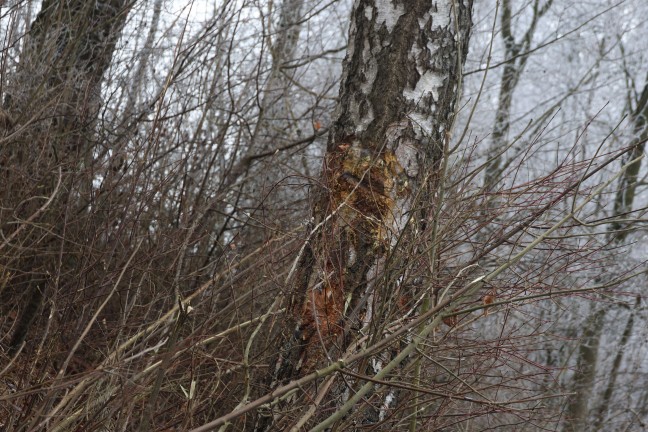 Kremsmnster: Autolenker nach Crash gegen Baum in berschlagenem Unfallwrack eingeklemmt