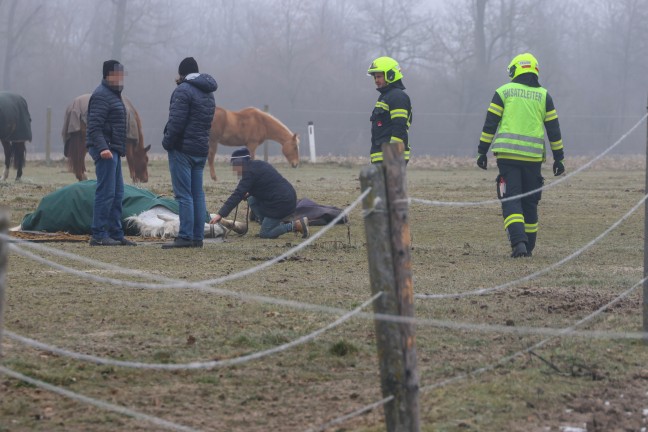 Feuerwehr und Tierarzt bei Rettung eines gestrzten Pferdes auf einer Weide in Pucking im Einsatz