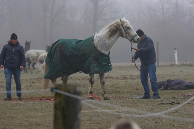 Feuerwehr und Tierarzt bei Rettung eines gestrzten Pferdes auf einer Weide in Pucking im Einsatz