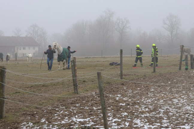 Feuerwehr und Tierarzt bei Rettung eines gestrzten Pferdes auf einer Weide in Pucking im Einsatz