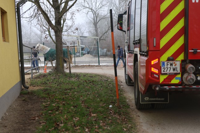 Feuerwehr und Tierarzt bei Rettung eines gestrzten Pferdes auf einer Weide in Pucking im Einsatz