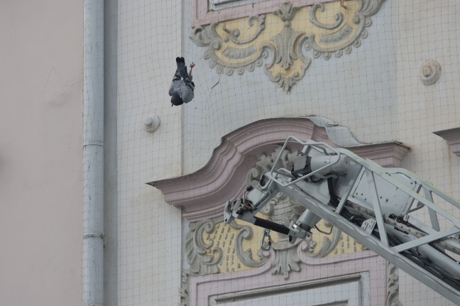 Feuerwehr im Einsatz: Taube hing in Wels-Innenstadt kopfber in einem Taubenschutznetz fest