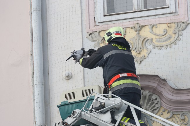 Feuerwehr im Einsatz: Taube hing in Wels-Innenstadt kopfber in einem Taubenschutznetz fest