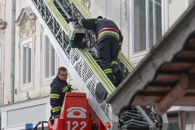 Feuerwehr im Einsatz: Taube hing in Wels-Innenstadt kopfber in einem Taubenschutznetz fest