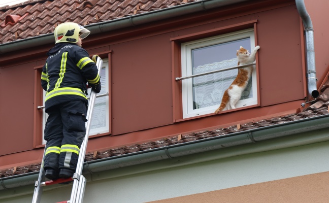 Katze auf Dach eines Hauses in Wels-Vogelweide verweigerte Rettung durch Feuerwehr