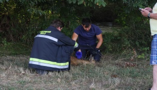 Geschwächtes Reh aus Mühlbach in Wels-Pernau geborgen