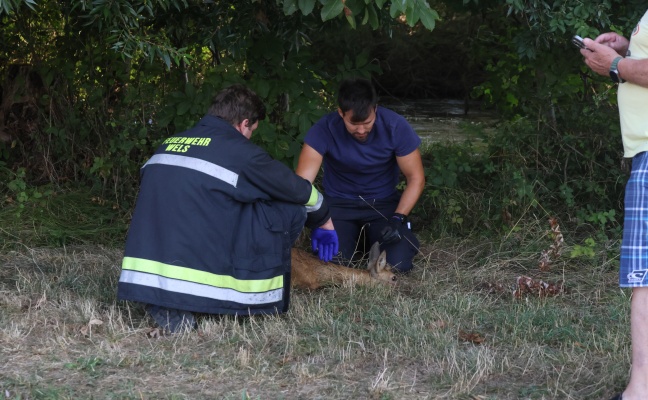 Geschwchtes Reh aus Mhlbach in Wels-Pernau geborgen