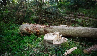 Baum fällt auf Traktor: Tödlicher Forstunfall in einem Waldstück in Neukirchen an der Enknach