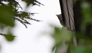 Tierrettung in Marchtrenk: Katze entschied sich bei Anblick der Drehleiter fr eigenstndigen Abstieg