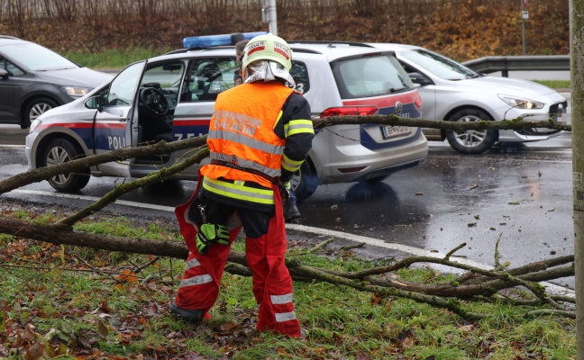 Thalheim bei Wels: Auto im Kreuzungsbereich der Pyhrnpass Strae von umgestrztem Baum erfasst