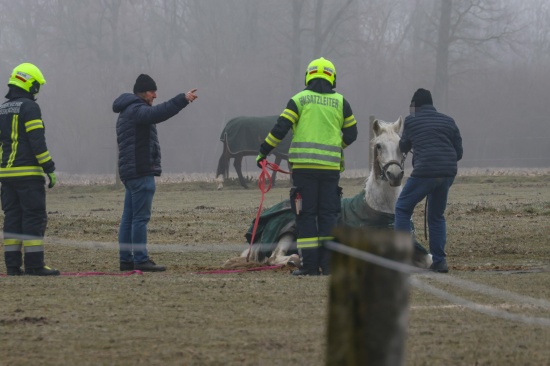 Feuerwehr und Tierarzt bei Rettung eines gestrzten Pferdes auf einer Weide in Pucking im Einsatz