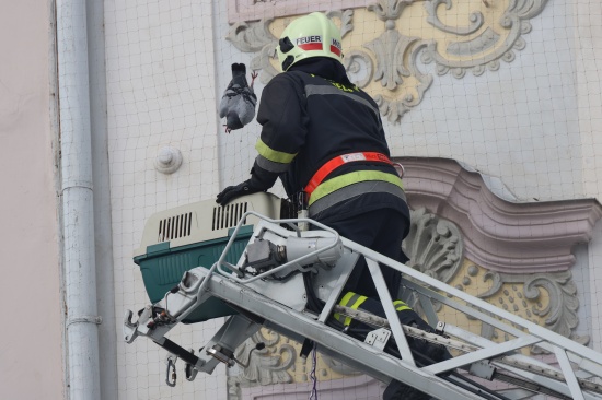 Feuerwehr im Einsatz: Taube hing in Wels-Innenstadt kopfber in einem Taubenschutznetz fest