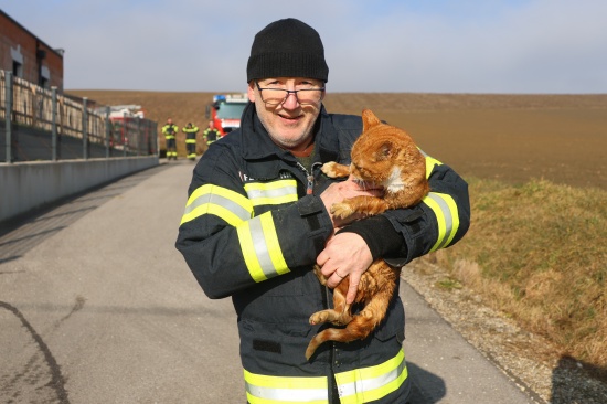 Katze in Offenhausen durch Einsatzkrfte der Feuerwehr aus Kanalrohr gerettet