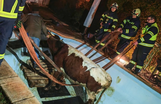 Marchtrenk: Kuh durch Einsatzkrfte der Feuerwehr aus Pool gerettet